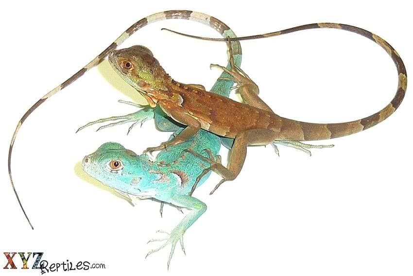 Top Selling Lizards And The Reasons Why