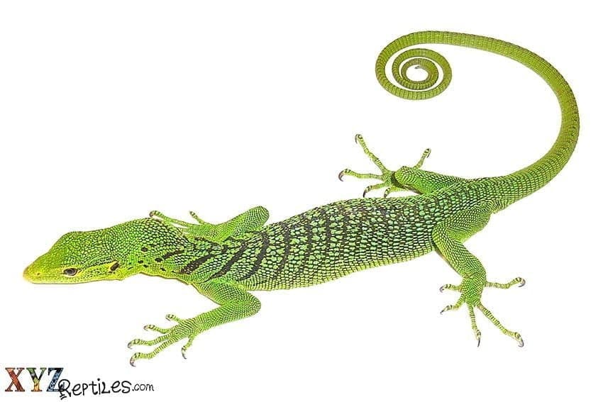 A Brief Look At The Evolution Of Reptiles On Earth