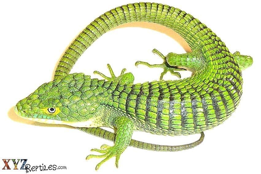 History of Lizards In The Pet Trade