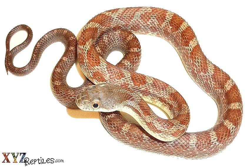 Reason Why Snakes Shed Their Skin