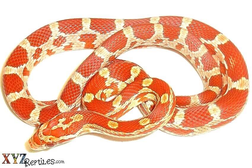 Reptile Shopping, Advantages Of An Online Purchase