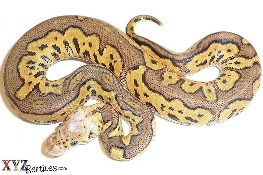 The 2017 Ball Python Season Has Officially Begun