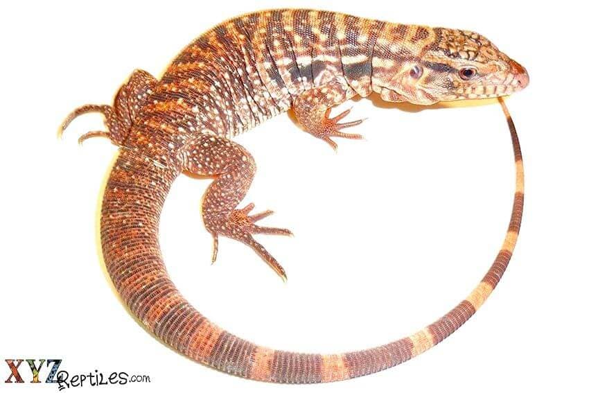 Bearded Dragons, Tegus, Iguanas And Other Lizards for Sale Kept As Pets