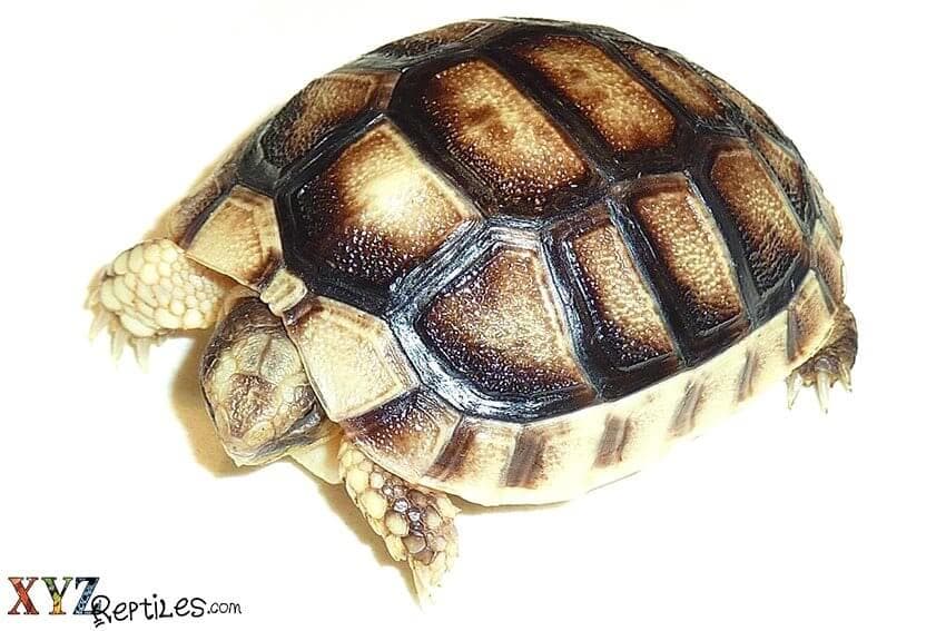 Most Popular Tortoises For Sale at xyzReptiles And Why