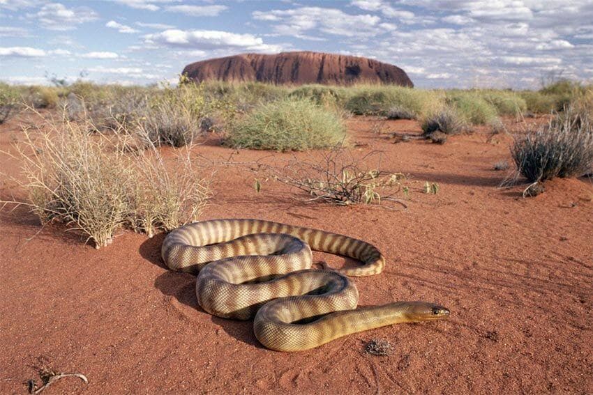 Are Reptiles Affected By Climate Change?