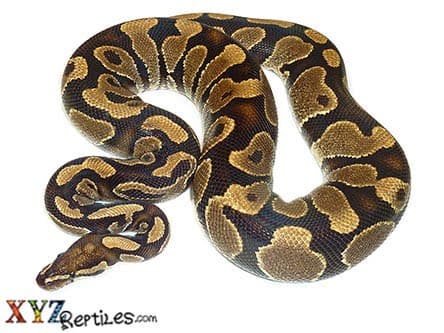 Adult Male Ball Python