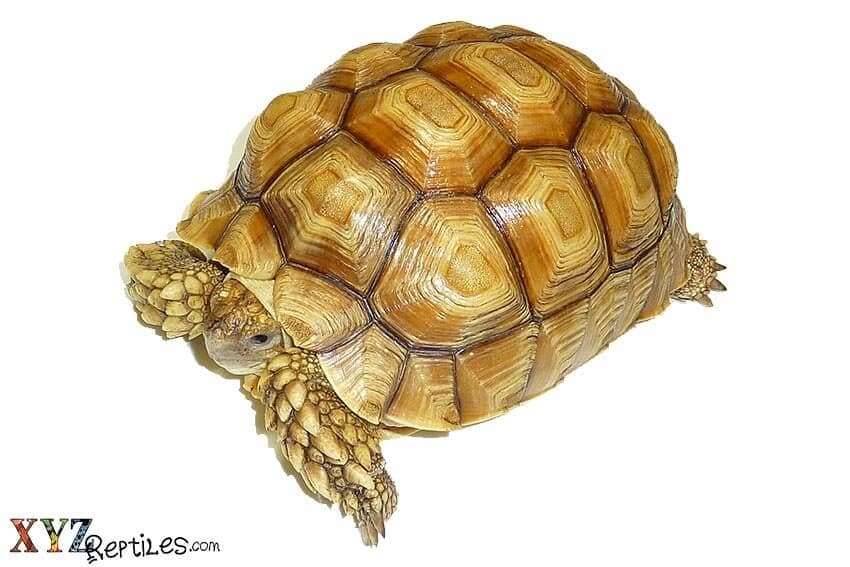 Fascinating Tortoise Facts from Around the World