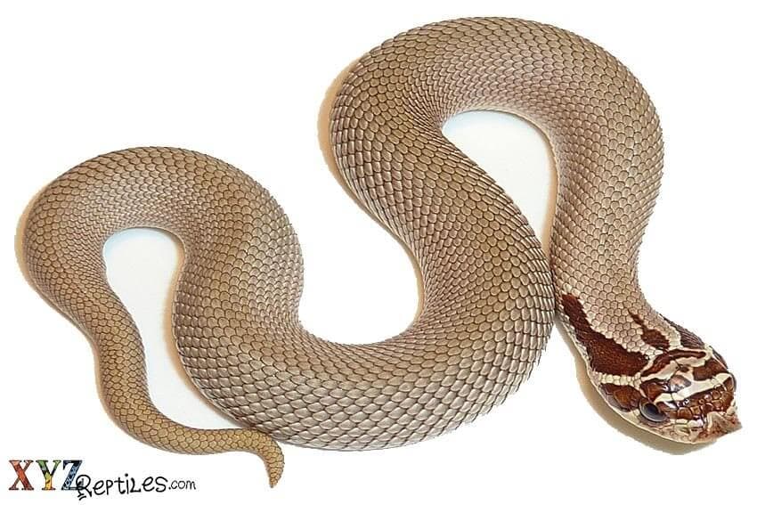 The Mysterious History and Evolution of Snakes