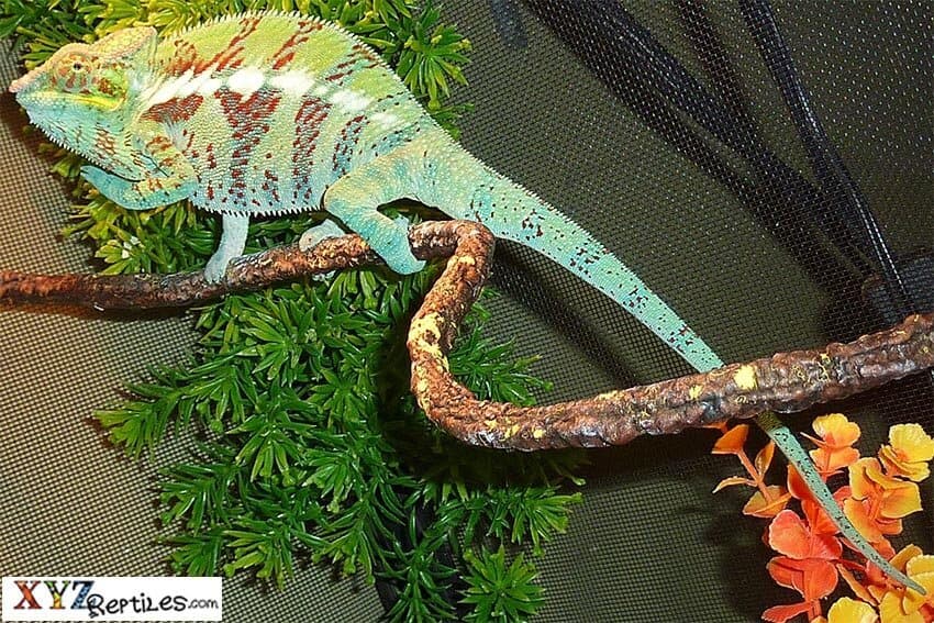 Meet The Popular Lizards For Sale At xyzReptiles