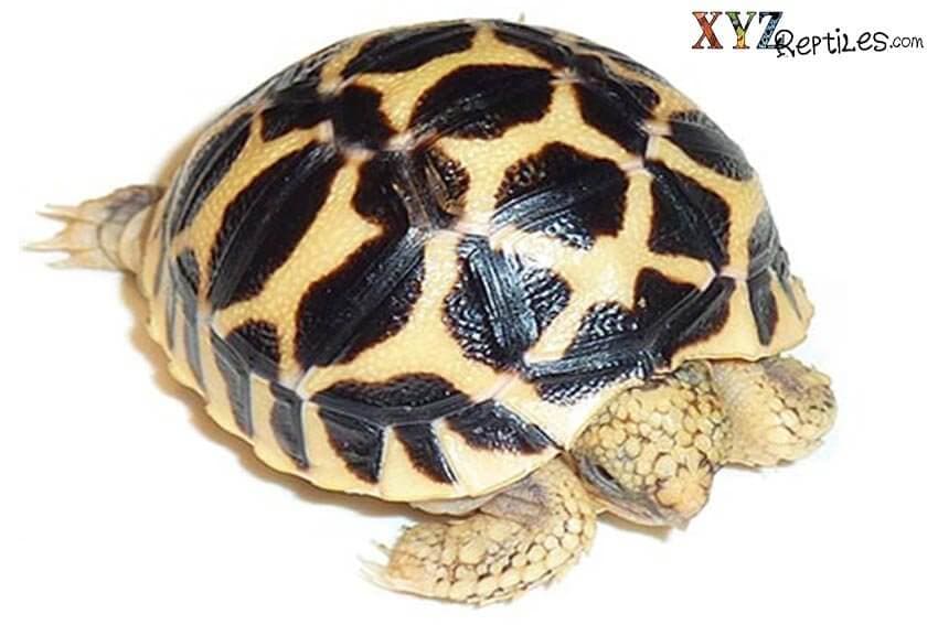 4 Most Popular Tortoises For Sale in the United States
