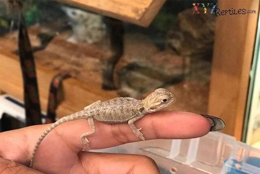 How Reptiles Can Improve Your Lifestyle