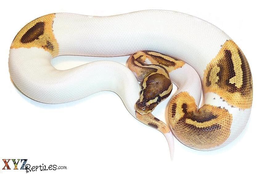 Best Snakes For Sale For First Time Owners