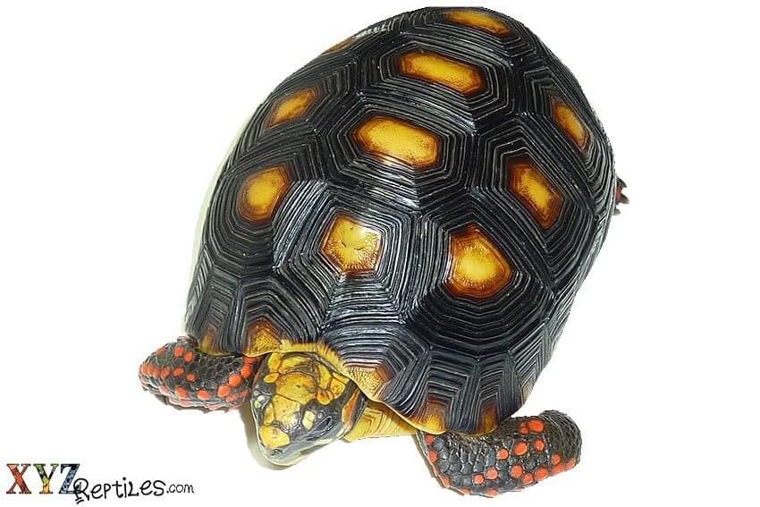 How Long Will A Tortoise For Sale Live?