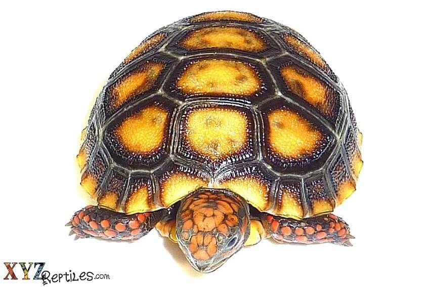 Find Exotic Reptile Pets In Our Online Reptile Store
