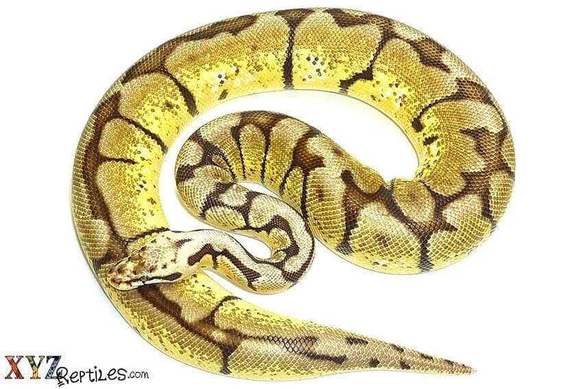 A Quick Setup Guide for Ball Pythons for Sale