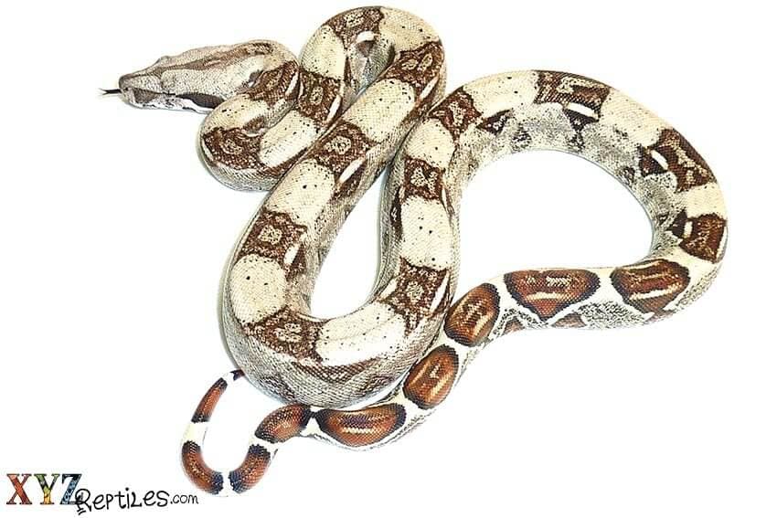 Should I Buy A Boa Constrictor For Sale?
