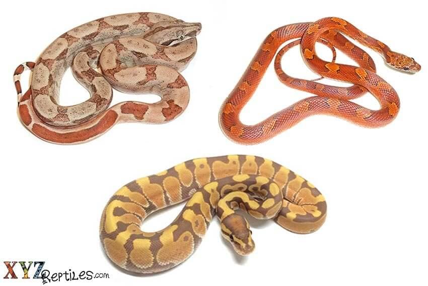 Tips On Buying Snakes For Sale Online The Smart Way