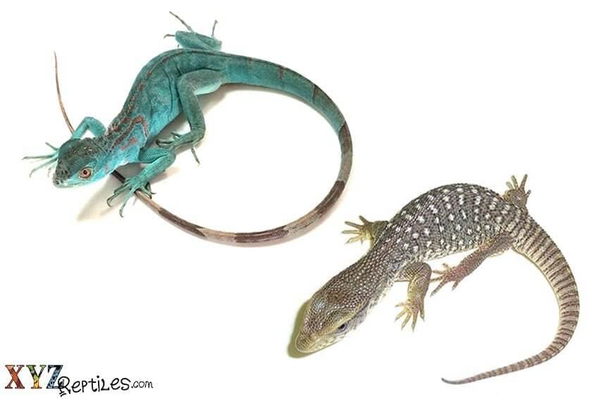 Comparing Exotic Lizards: Blue Iguana And Savannah Monitor