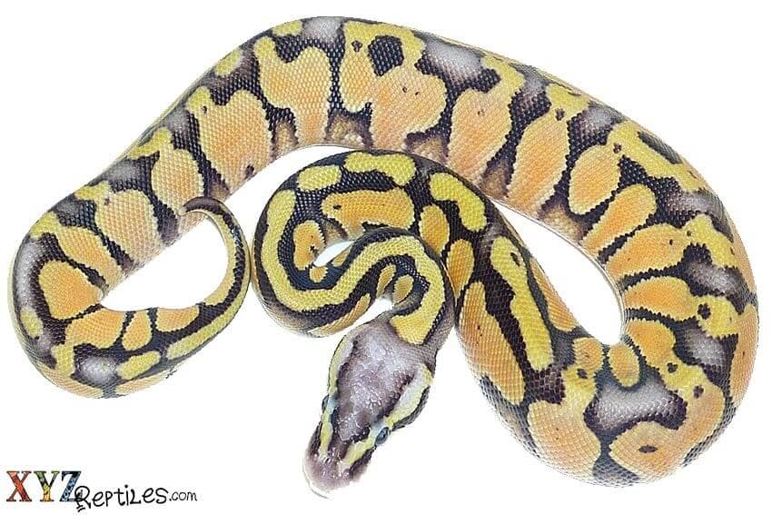 Why Ball Pythons Make Great Pets