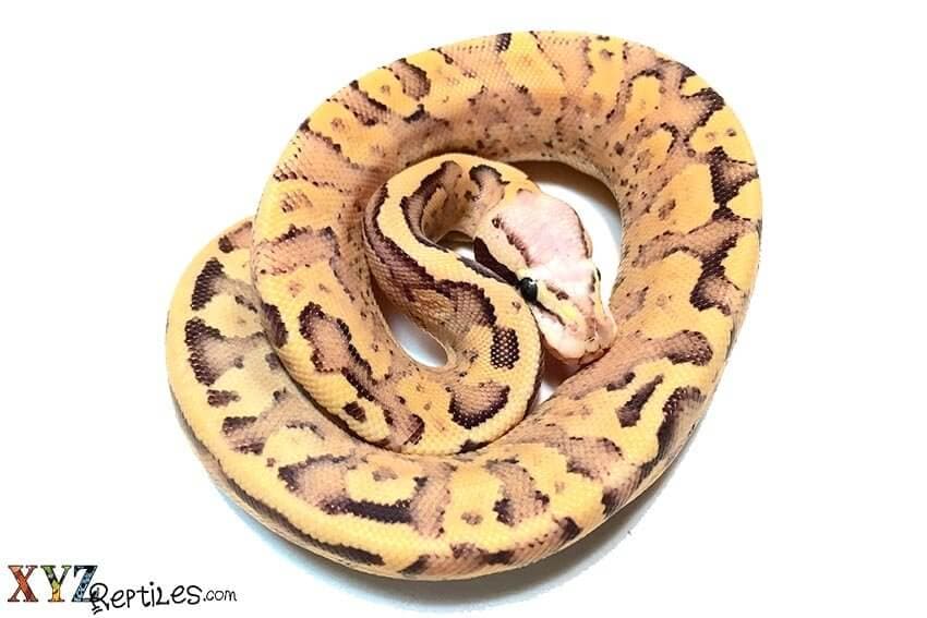 Which Reptiles For Sale Are Right For You?