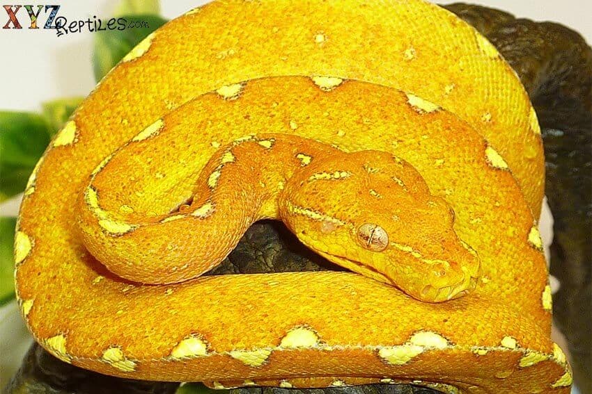 3 Reasons to Love Our Pet Snakes