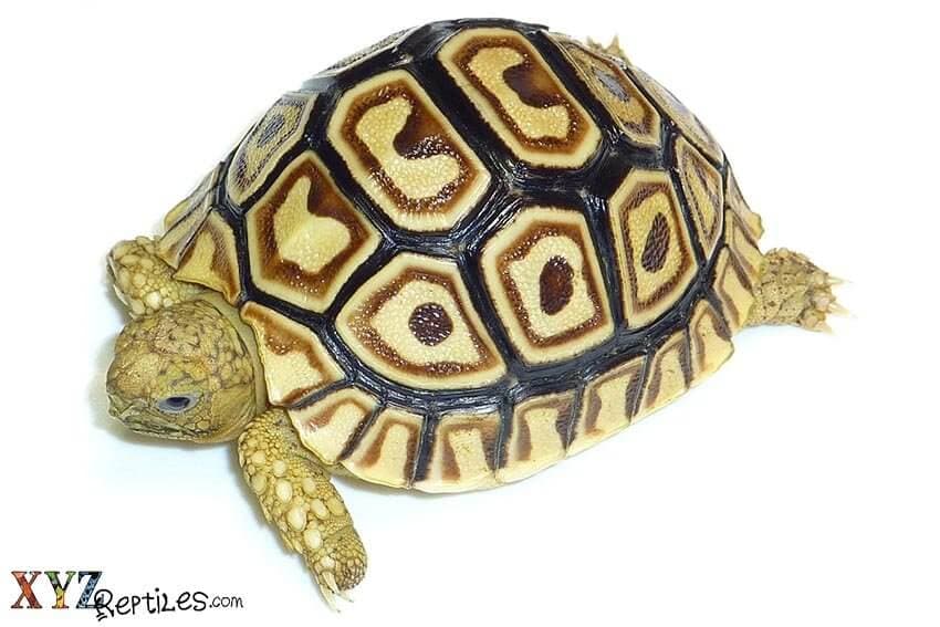 Is It Safe To Buy a Baby Tortoise for Sale?