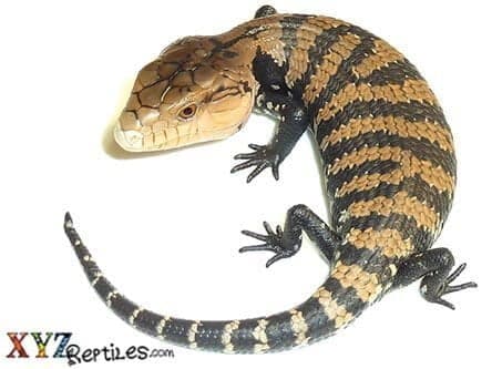 Baby Irian Jaya Blue Tongue Skink