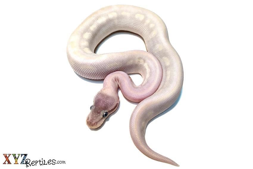 Are Exotic Snakes For Sale Easy To Care For?