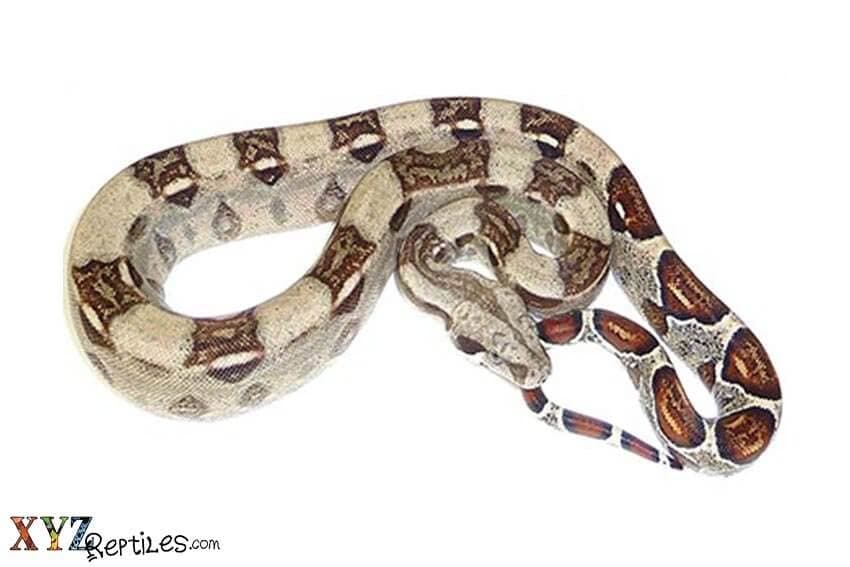 How To Care For Our Baby Boas For Sale