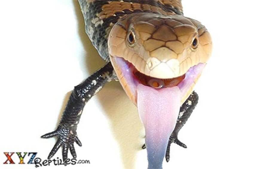 What Are The Easiest Lizards For Sale To Own?