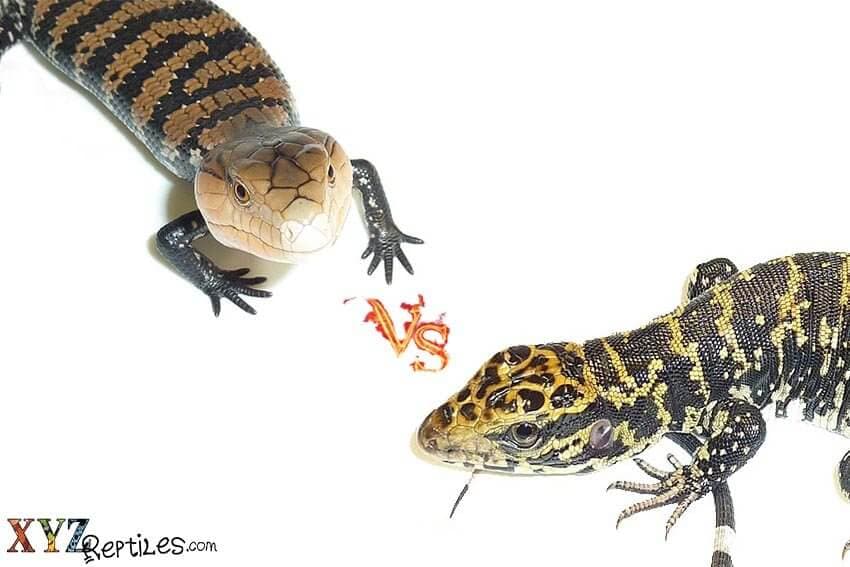 Comparing Reptiles for Sale: Tegus vs. Skinks