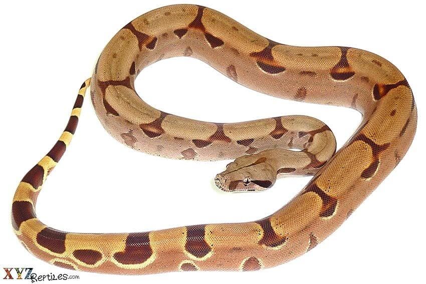 Your Top Choice When It Comes To Snakes For Sale
