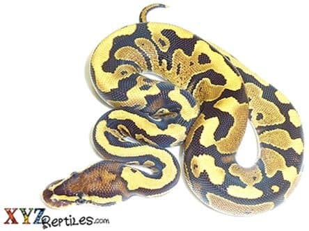 Baby Fire Ball Python
