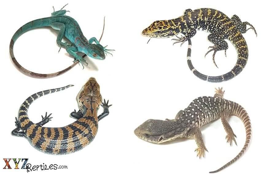 How To Buy Lizards Online From Reputable Sellers