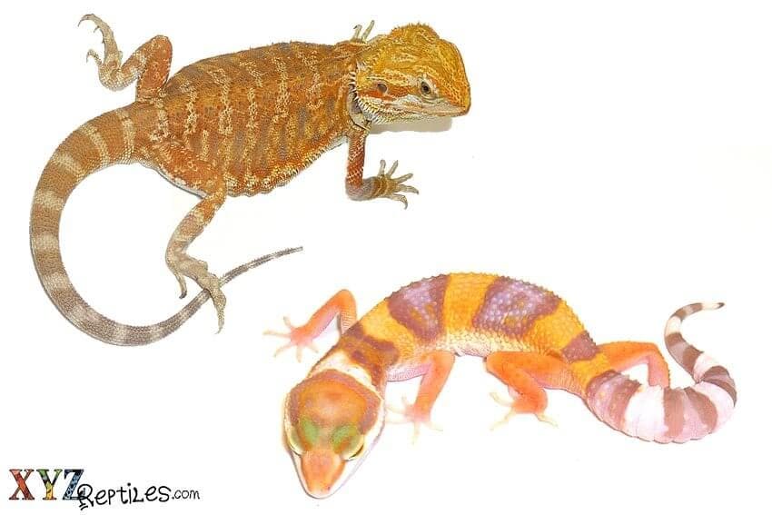 The Perfect Reptile Pets For Beginners