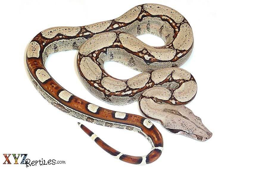 What Do Boas For Sale Eat?