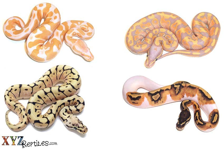 The Coolest Ball Python Morph Snakes For Sale