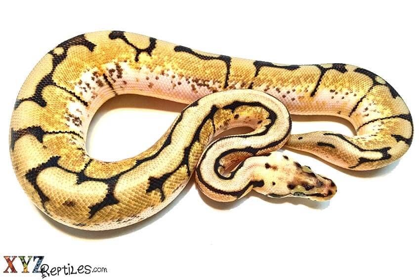 Whatâs The Lifespan Of Ball Pythons For Sale?