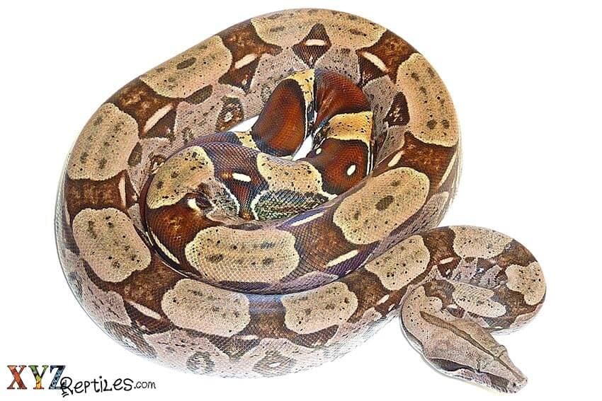 Are Boas For Sale Dangerous?