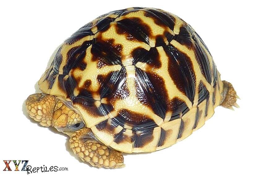 What Are Some Differences Between Turtles And Tortoises For Sale?