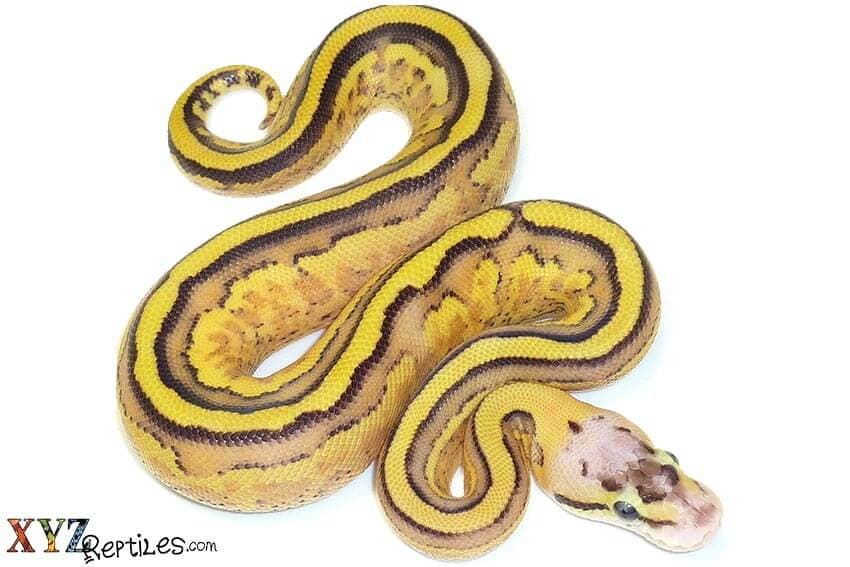How To Properly Handle Ball Pythons For Sale
