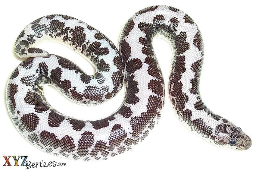 How To Choose Boas For Sale As Pets
