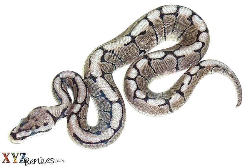 What Are The Best Snakes For Sale Options As Pets?