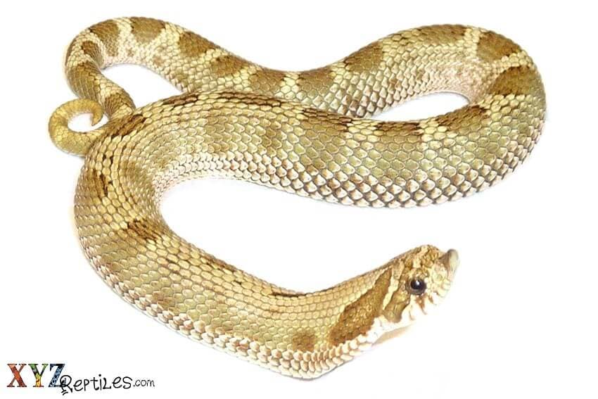 The Anaconda Hognose Snake For Sale And Other Morphs