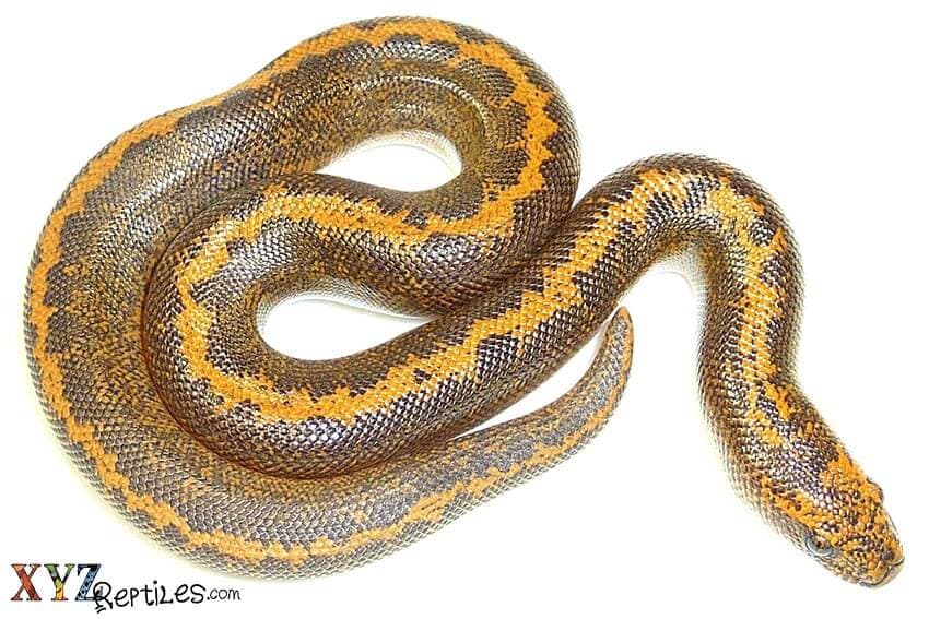 Should Pet Boas For Sale Eat Live Or Frozen Prey?