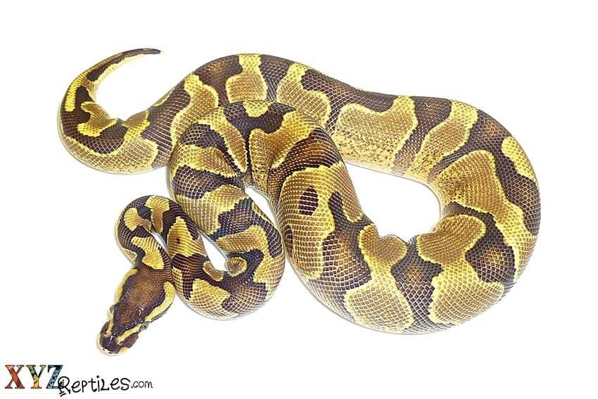 How To Properly Handle Pet Ball Pythons