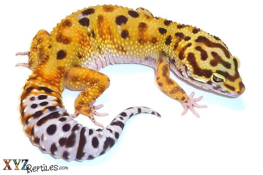 How To Properly Feed Pet Lizards For Sale