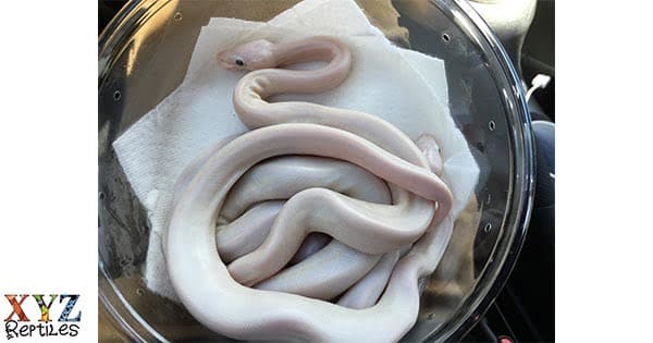 Are Pet Snakes For Sale Easy To Own?