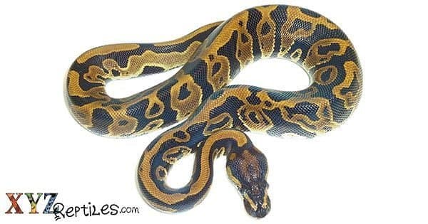 Why Do Ball Pythons Shed?