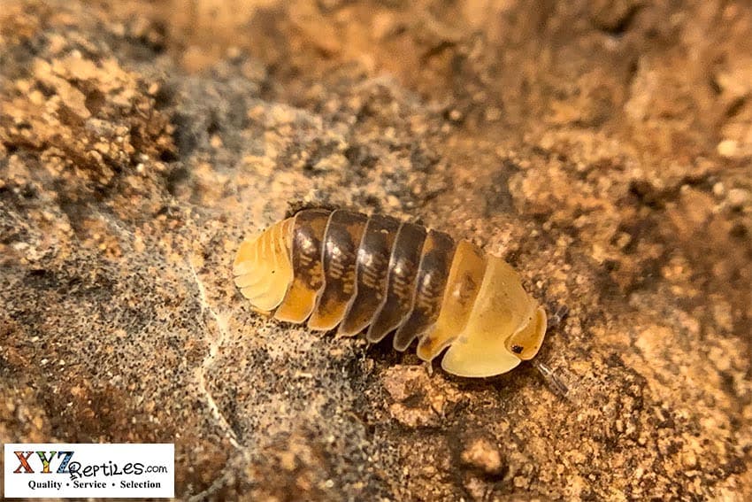 What is an Isopod?